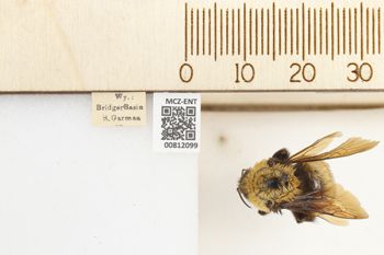 Media type: image;   Entomology 812099 Aspect: labels